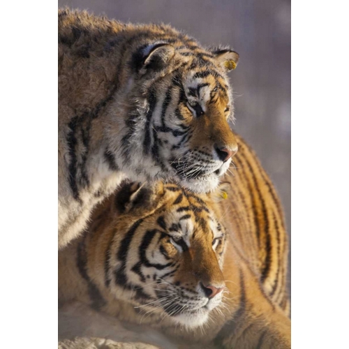 China, Harbin Affectionate Siberian tigers